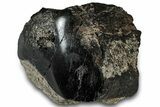 Polished Fossil Dinosaur Bone (Gembone) Section - Wyoming #309400-2